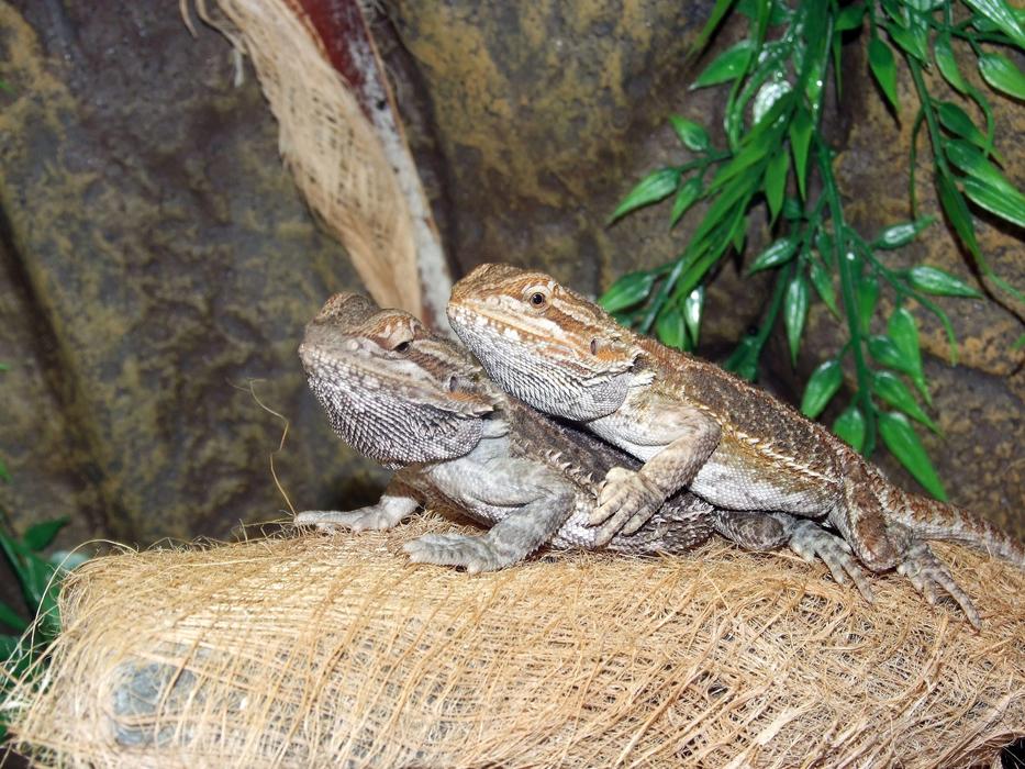 two cute lizards on a rock