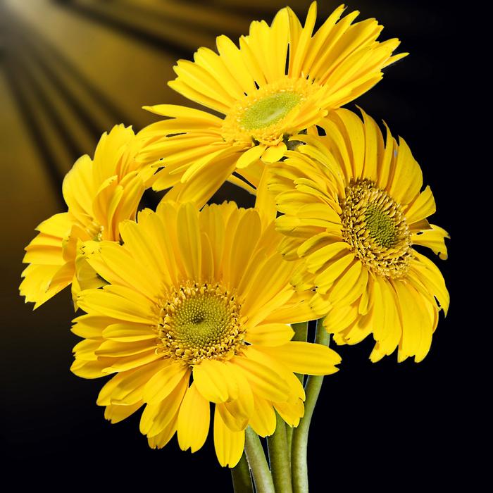 Flower Plant Nature