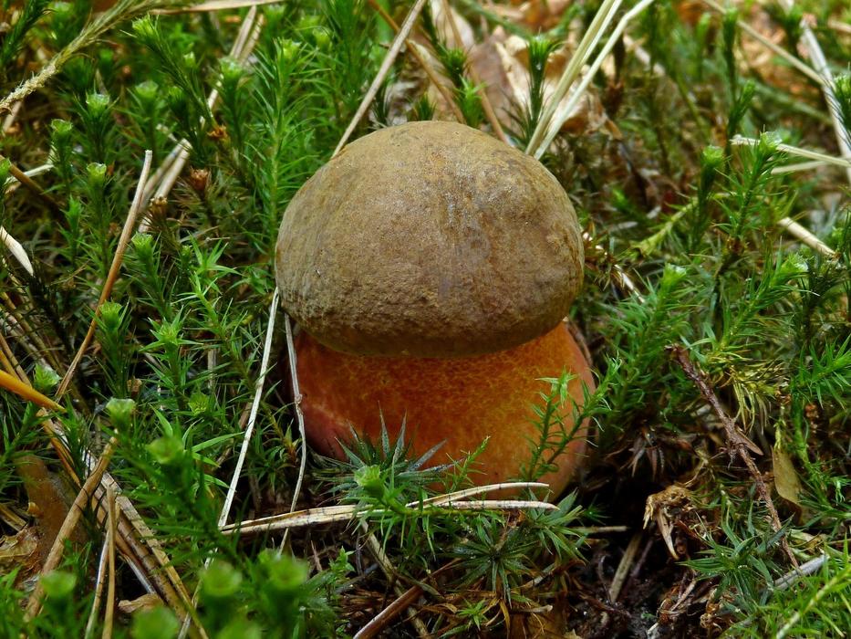 Mushrooms Nature Mushroom