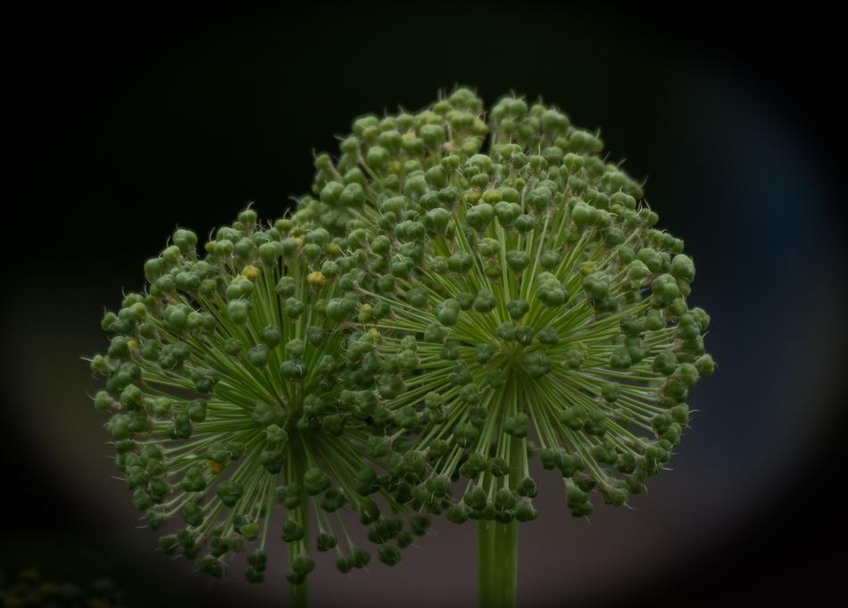 Plant Nature Growth