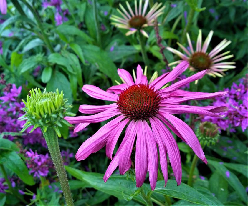 Flowers Flower Garden