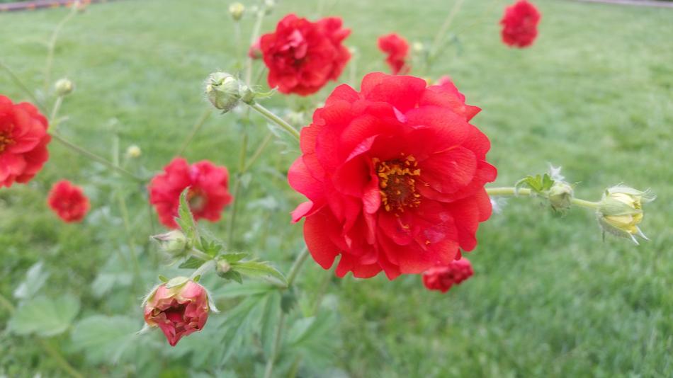 Pretty Red Flower