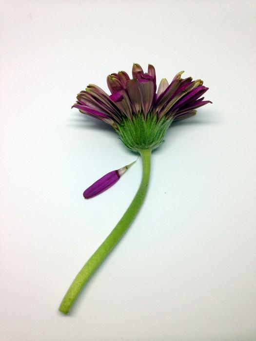 Flower Flora Nature