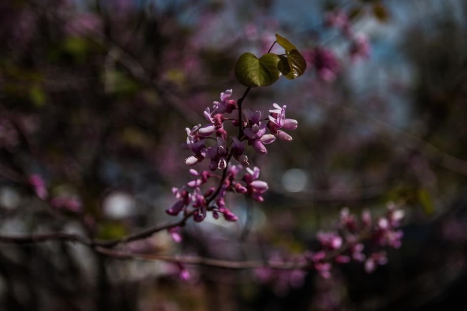 Flower Tree Nature