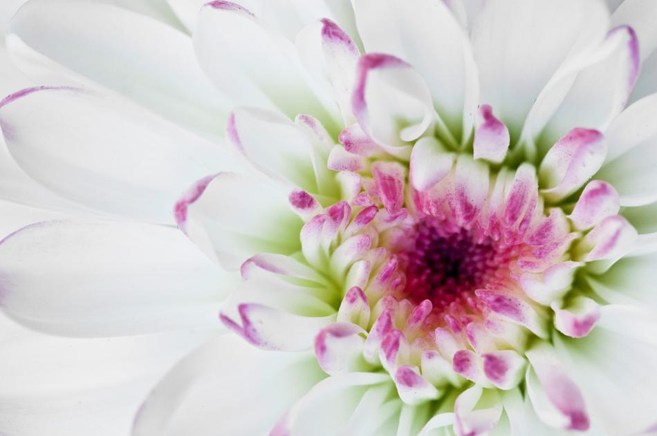 Macro Flower White