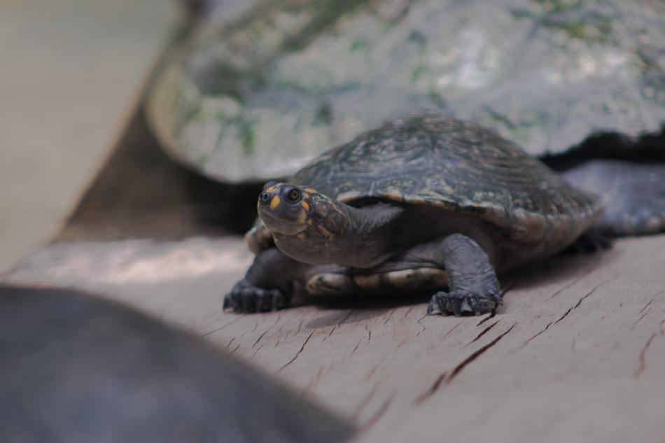 Reptilia Wild Life Exoskeleton