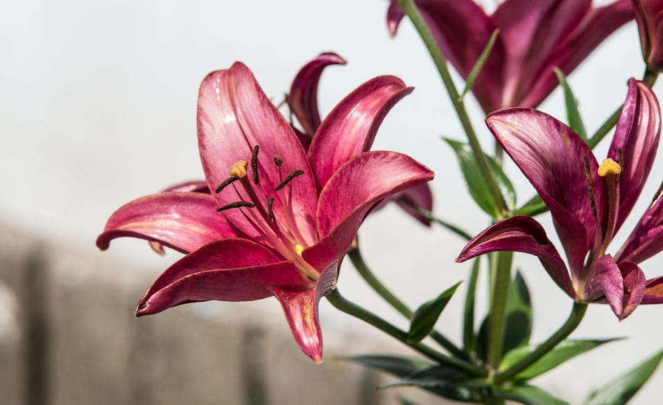 Flower Blossom Bloom
