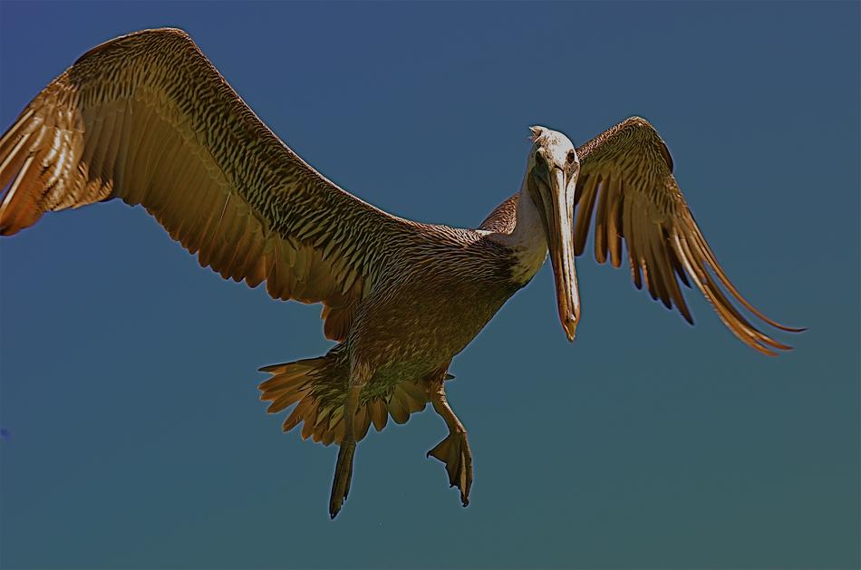 Birds Nature