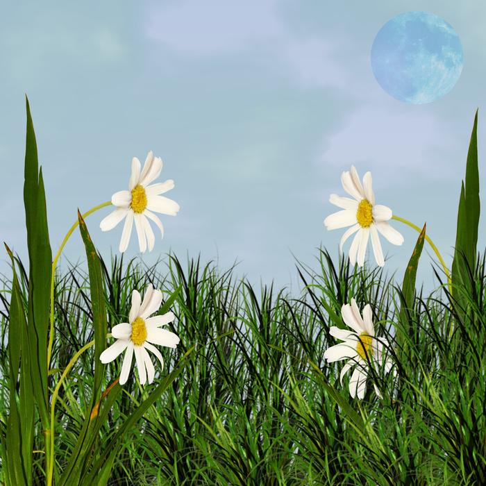Flower Nature Plant