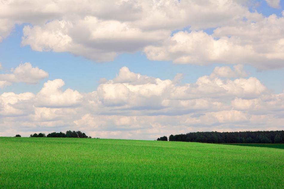 Field Green Nature