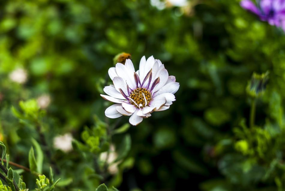 Flower Nature Plant