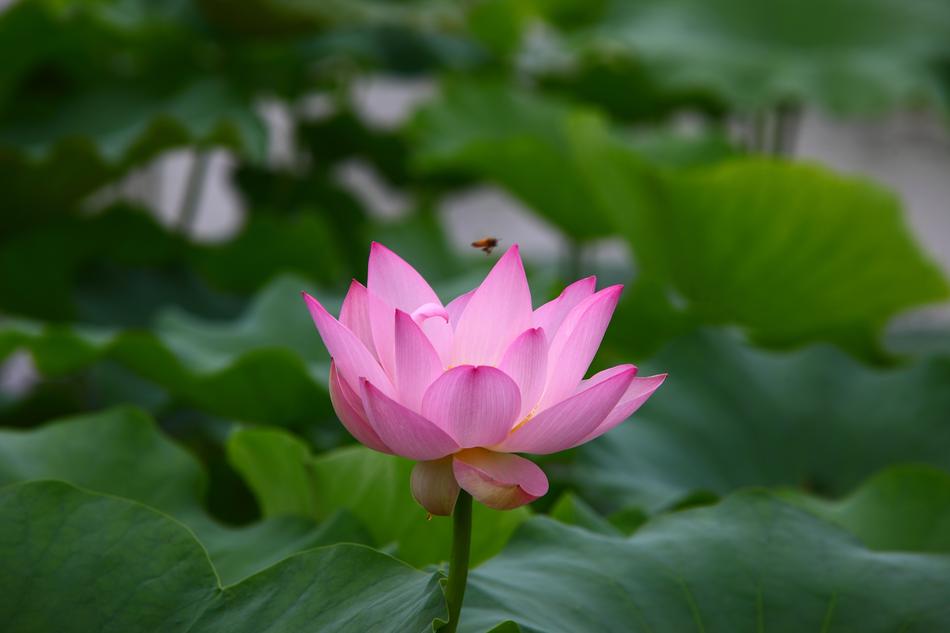 Leaf Plants Lotus