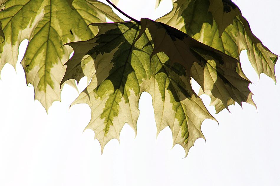 Leaf Nature Flora