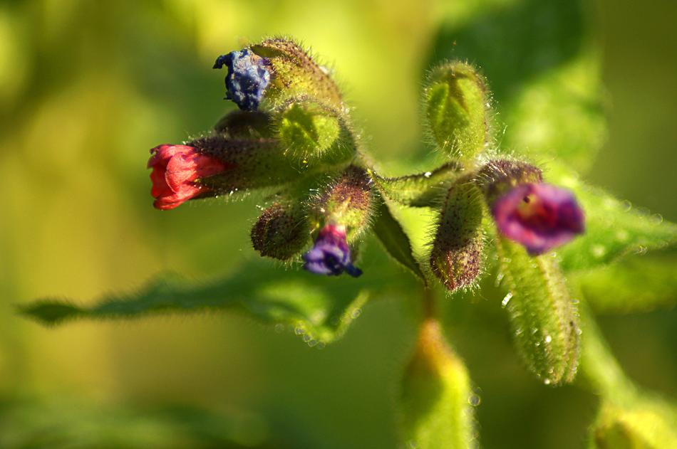Flower Plant Red