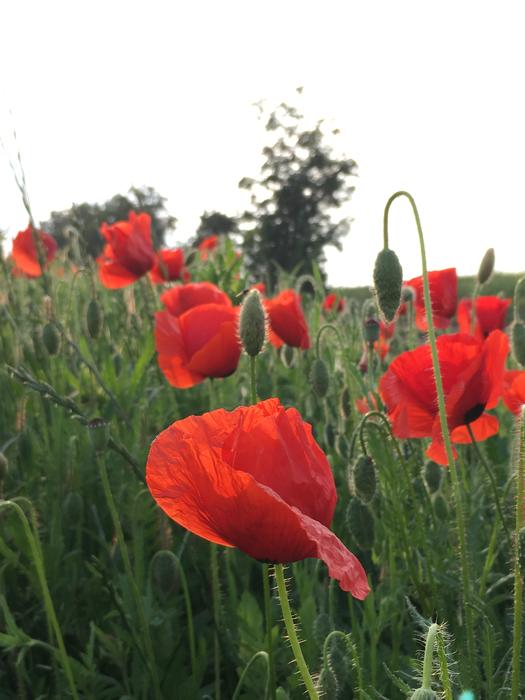 Klatschmohn Red Poppy