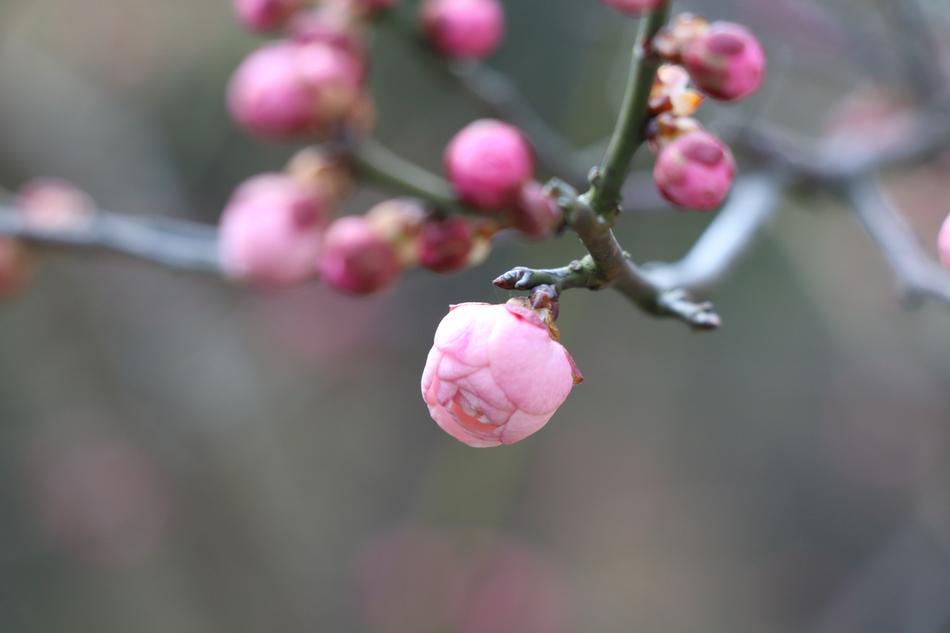Nature Plum Blossom Bloom Chinese