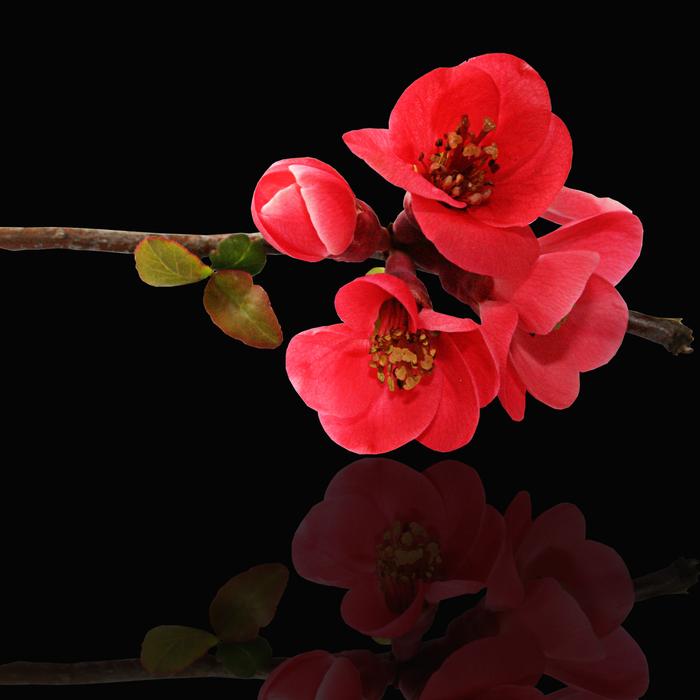 Flower Plant Nature
