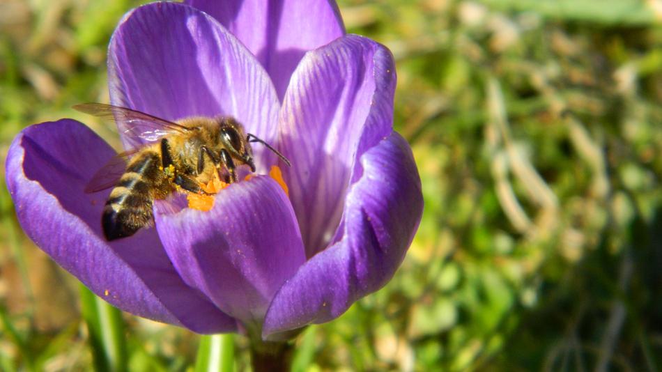 Crocus Purple Flower