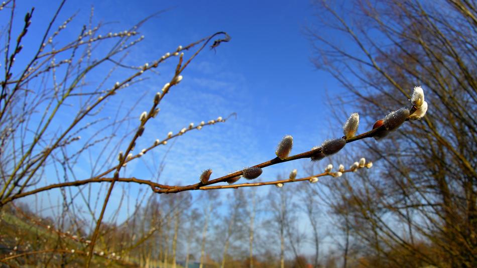 Tree Sky Nature