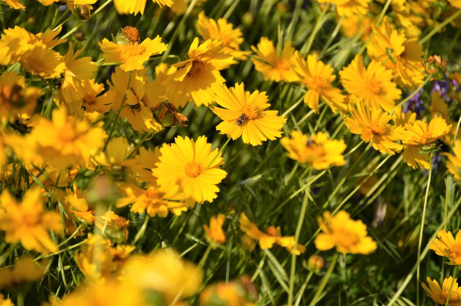 Flowers Wildflower Yellow Flower