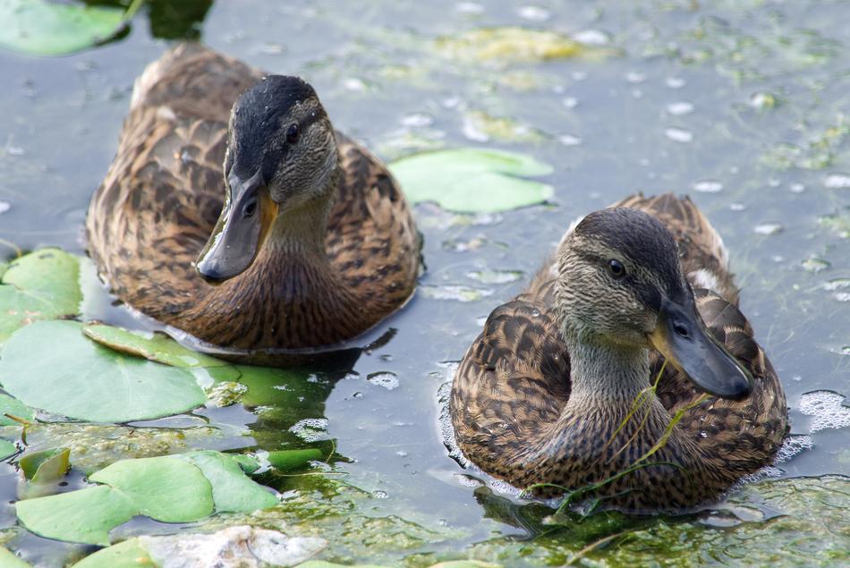 two ducks on the water with plants