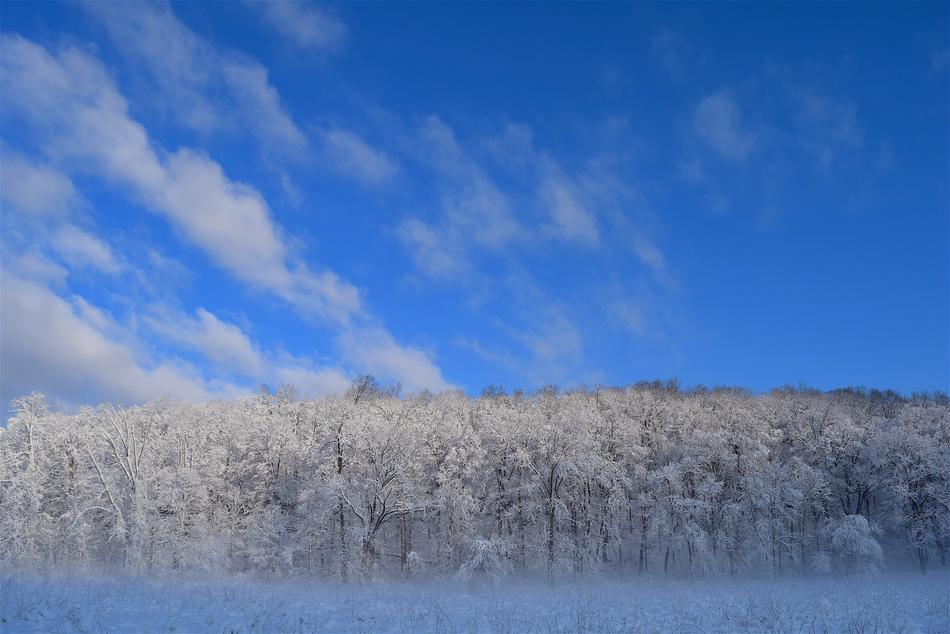 Snow Trees Winter