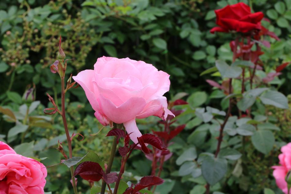 Rose Festival Nature