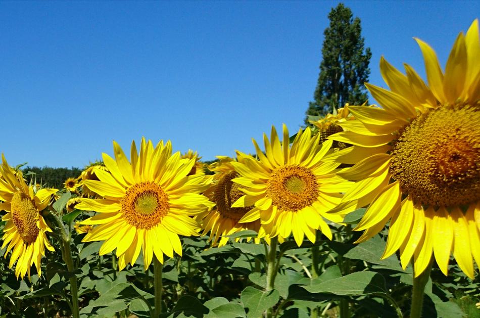 Nature Sunflowers Flower