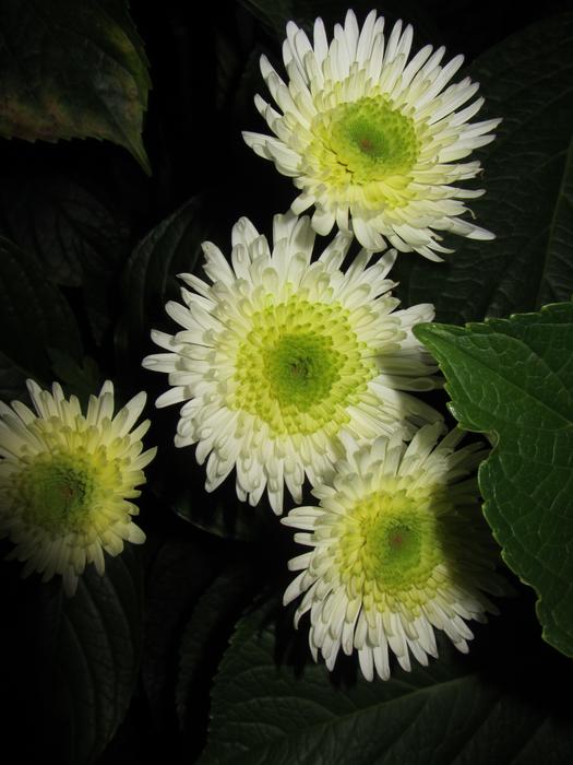 Nature Flower Plant