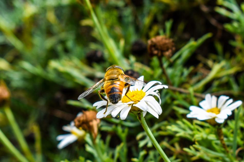 Bee Nature Insect
