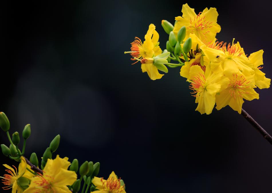 Flower Nature Viet