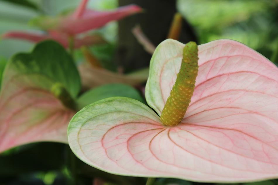 Plant Tropical Green