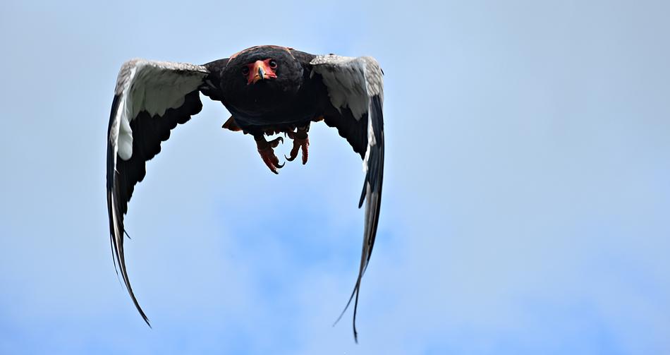 Nature Bird Animal