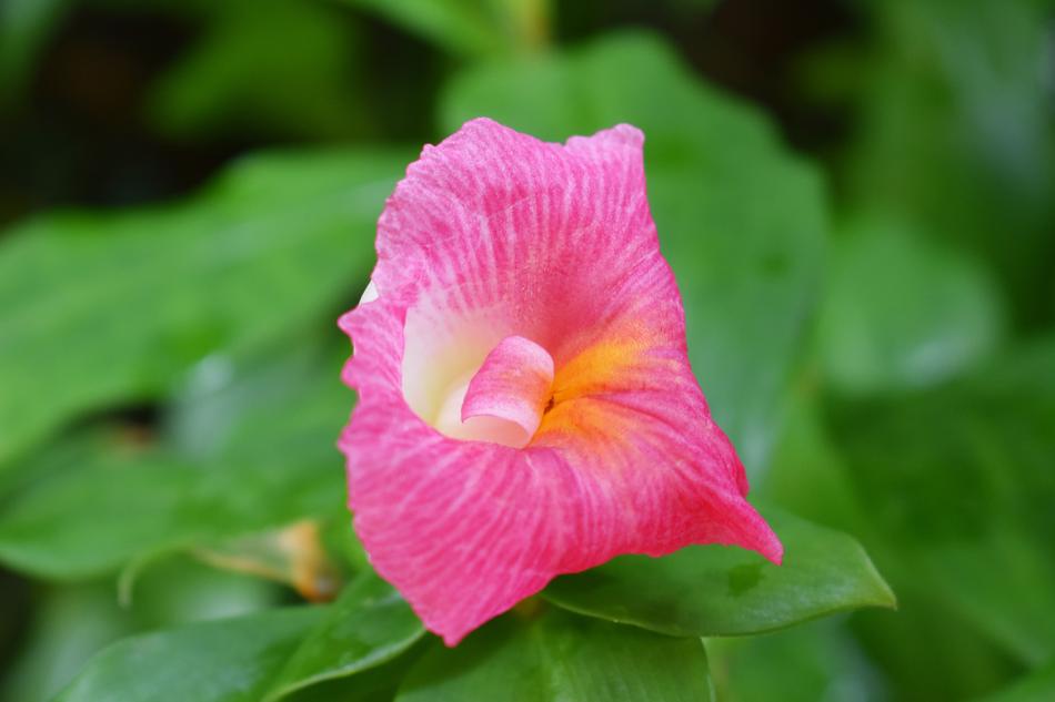 Pink Flower Garden Summer