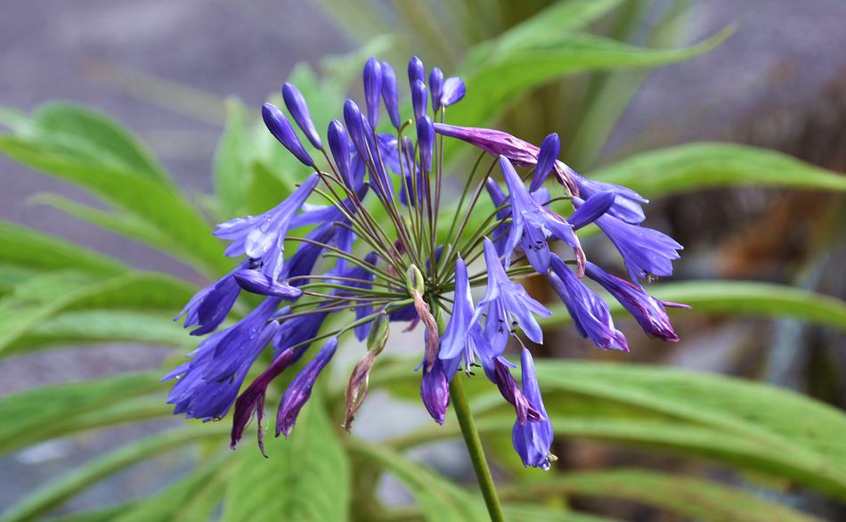 Nature Plant Flower
