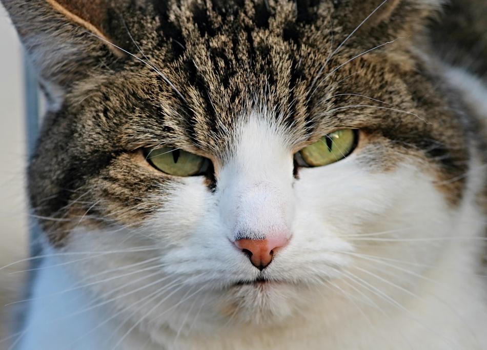Cat Grumpy Bad Mood