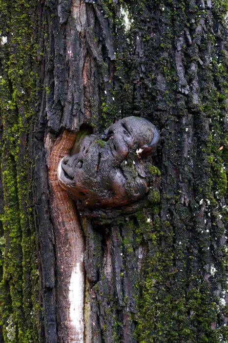 Tree Wood Nature