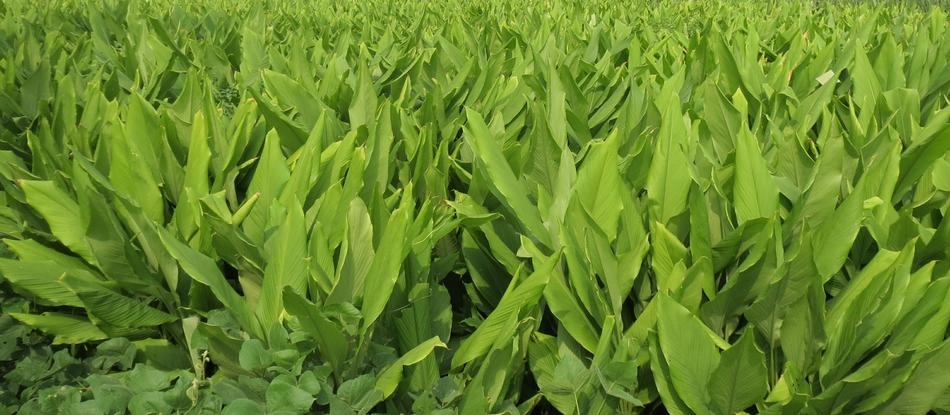 Leaf Growth Flora