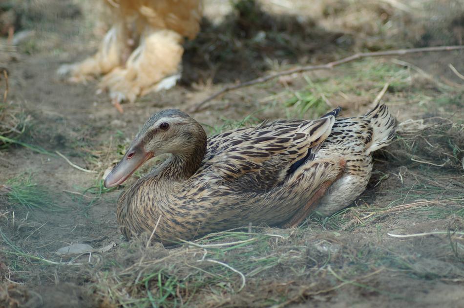 grey duck in a lake with grass
