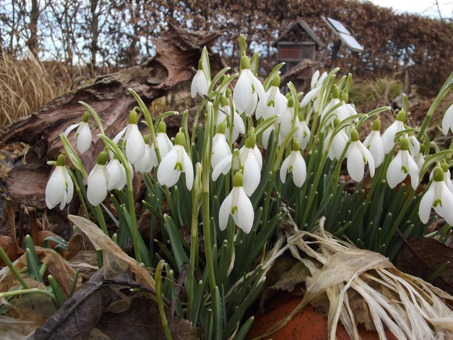 white tulips bushes basket by the garden