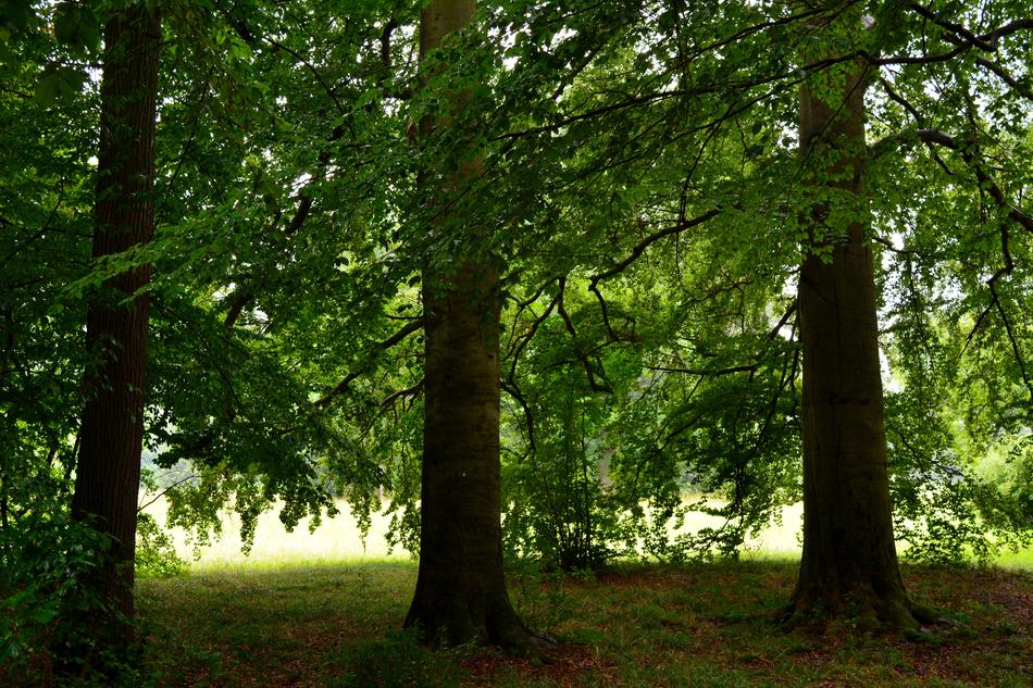 Tree Wood Landscape