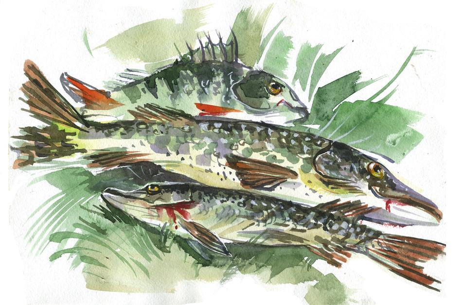 fish nature animals catch