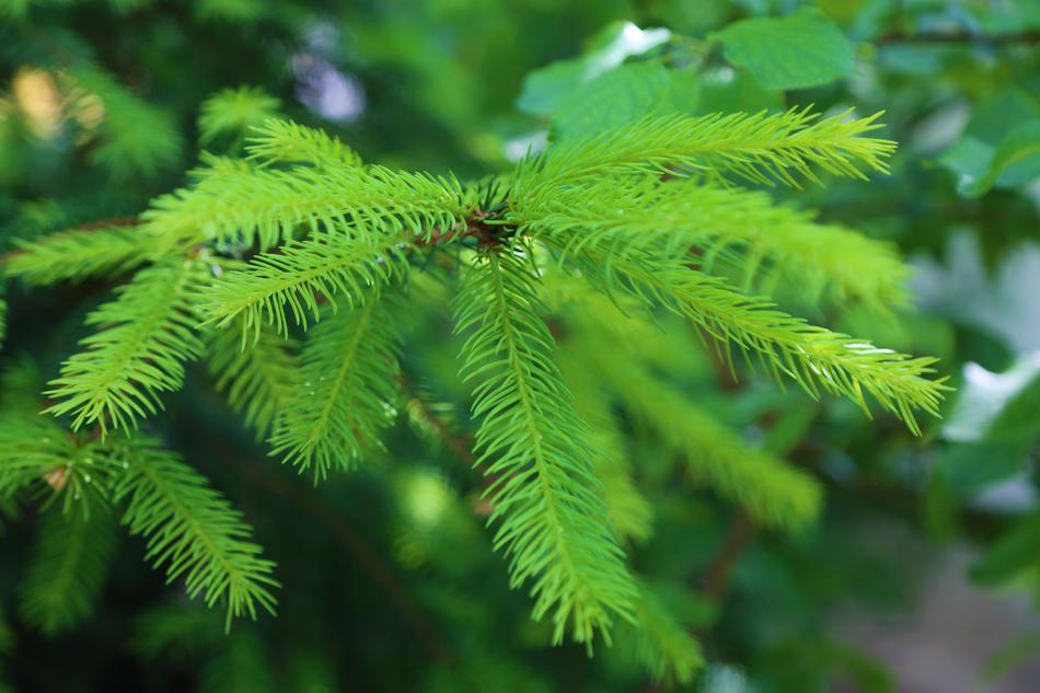 Pine Exile Branch