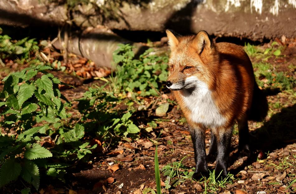 Fuchs Animal World Wild