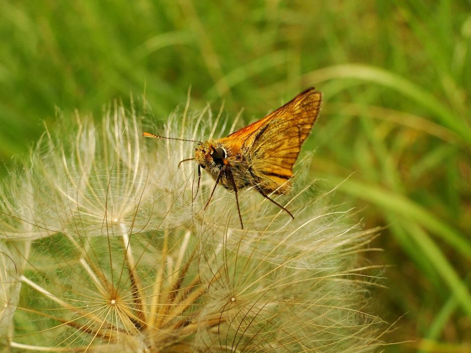Nature Insect Butterfly Day