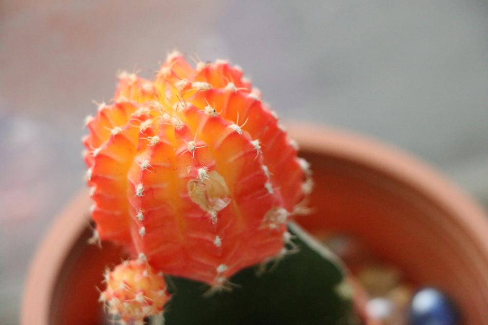 Abstract Plant Cactus