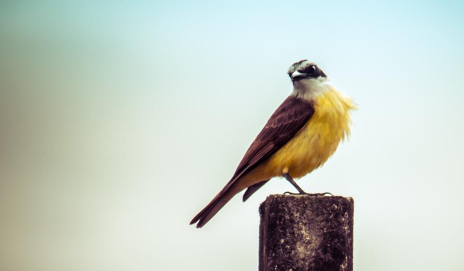 Birds Nature Wildlife