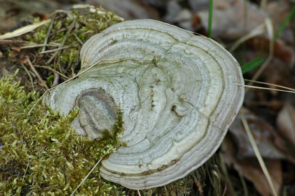 Hub Mushroom Forest Wood
