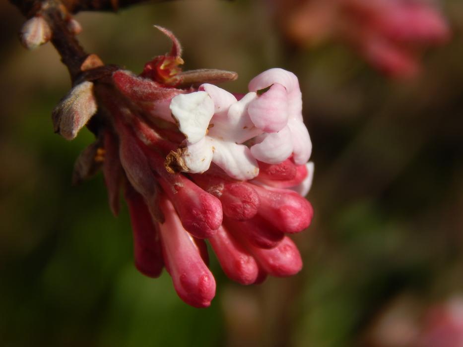 Flower Nature Plant
