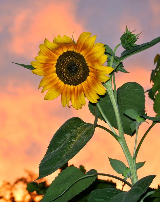 Evening Plant Nature